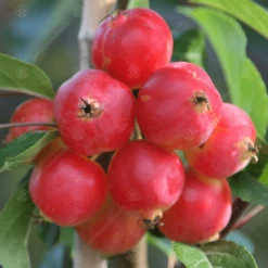 Malus X Robusta Fruitilicious Tree