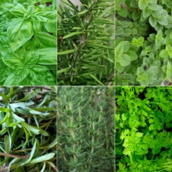 Mediterranean Herb Mix - 6 Plant - Garden Kitchen Herb For Cooking