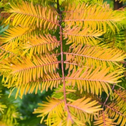 Metasequoia Amber Glow Tree