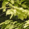 Metasequoia Goldrush Tree