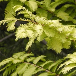 Metasequoia Goldrush Tree