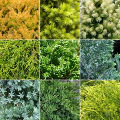 Mixed Conifer Collection (5 Pack)