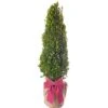 Mother's Day Gift - Box Pyramid Topiary Tree