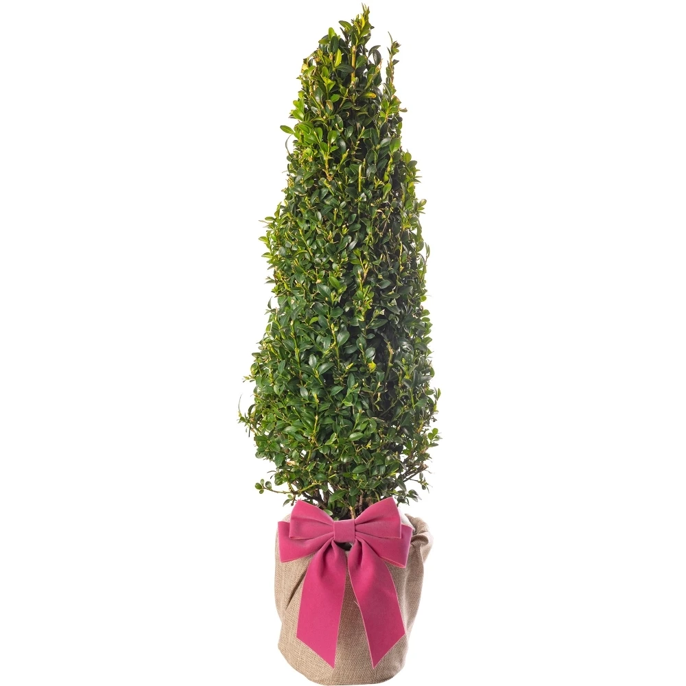 Mother's Day Gift - Box Pyramid Topiary Tree 1 Mother's Day Gift - Box Pyramid Topiary Tree