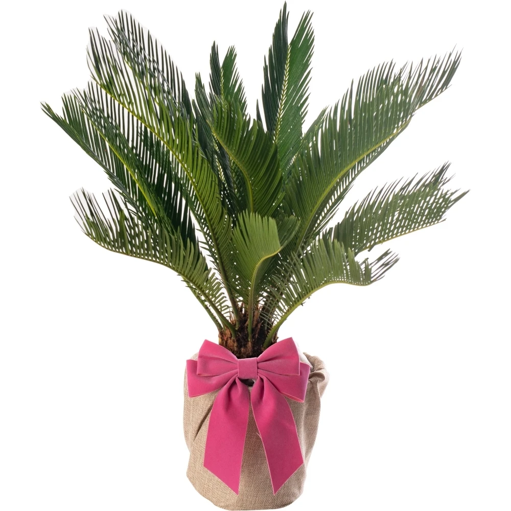 Mother's Day Gift - Cycas Revoluta 1 Mother's Day Gift - Cycas Revoluta