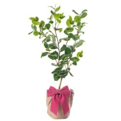 Mother's Day Gift - Pink Camellia