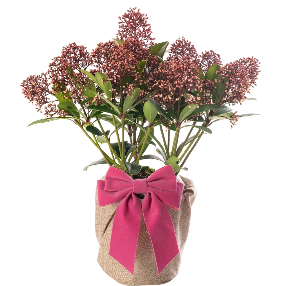 Mother's Day Gift - Skimmia Rubella 1 Mother's Day Gift - Skimmia Rubella