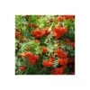 Mountain Ash Rowan Bare Root Hedge (2ft - 4ft)