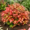 Nandina Domestica Blush Pink