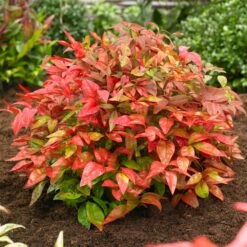 Nandina Domestica Blush Pink