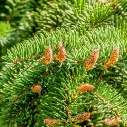 Nordmann Fir Bare Root Hedge (1ft - 2ft)