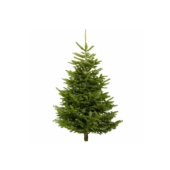 Nordmann Fir Fresh Cut Christmas Trees