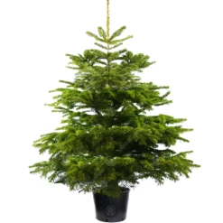 Nordmann Fir Pot Grown Christmas Trees