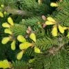 Norway Spruce Bare Root Hedge (1ft - 2ft)