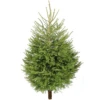 Norway Spruce Fresh Cut Christmas Trees