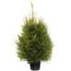 Norway Spruce Pot Grown Christmas Trees