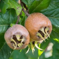 Nottingham Medlar Tree