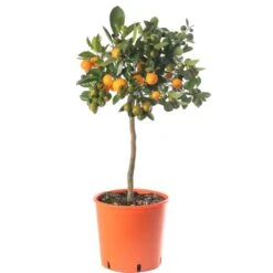 Orange Tree