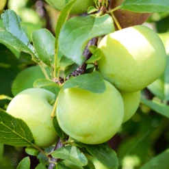 Oullins Golden Plum Tree