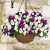 Pansy Cool Wave Berries & Cream Mix Speed Planters