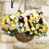 Pansy Cool Wave Mixed Variety Speed Planters