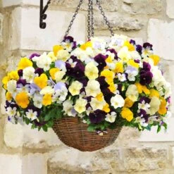 Pansy Cool Wave Mixed Variety Speed Planters