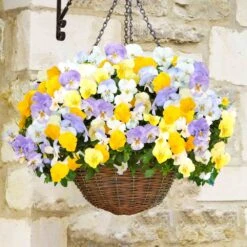 Pansy Cool Wave Pastel Shades Mix Speed Planters