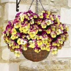 Pansy Cool Wave Strawberry Swirl Speed Planters