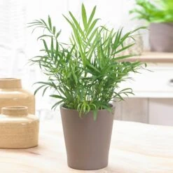 Parlour Palm - Chamaedorea Elegans