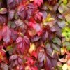 Parthenocissus Engelmannii