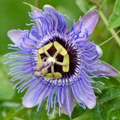 Passiflora Amethyst