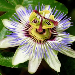 Passiflora Caerulea 9cm