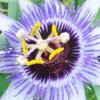 Passiflora Damsels Delight