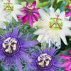 Passiflora Mix (3 Plants)