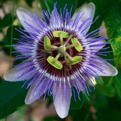 Passiflora Purple Haze