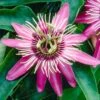 Passiflora Victoria