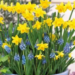 Patio Bulb Mix - Narcissus And Muscari (Pack Of 25)