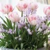 Patio Bulb Mix - Tulip And Chionodoxa (Pack Of 20)