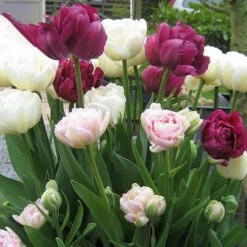 Patio Bulb Mix - Tulip Double Pink, Purple And White (Pack Of 12)