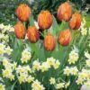 Patio Bulb Mix - Tulip Orange And Narcissus Cream (Pack Of 20)