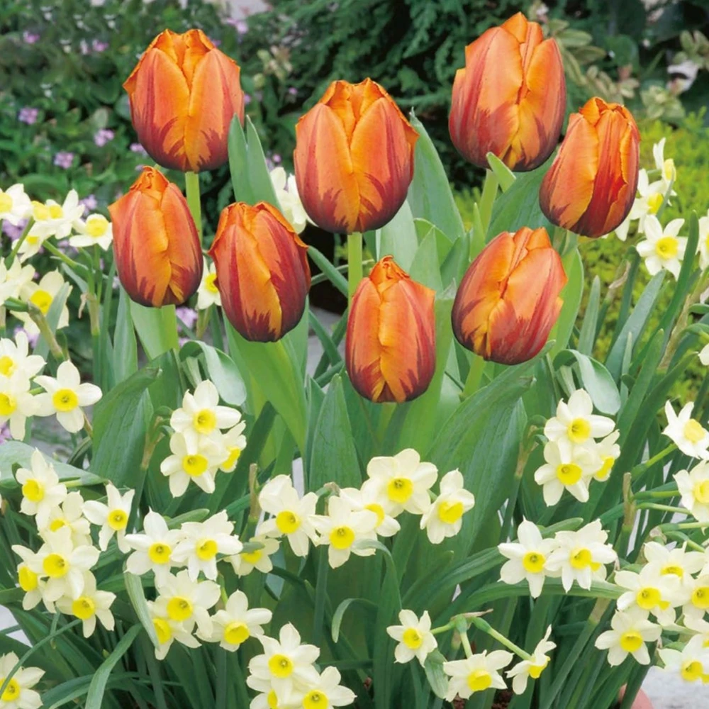Patio Bulb Mix - Tulip Orange And Narcissus Cream (Pack Of 20) 1 Patio Bulb Mix - Tulip Orange And Narcissus Cream (Pack Of 20)