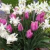 Patio Bulb Mix - Tulip Pink And Narcissus White (Pack Of 20)