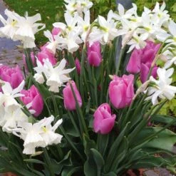 Patio Bulb Mix - Tulip Pink And Narcissus White (Pack Of 20)