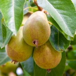 Pear Beth (12L, 4-5ft)