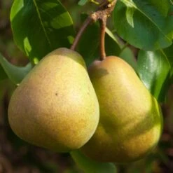 Pear Beurre Hardy Tree