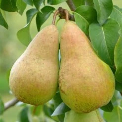 Pear Concorde Tree