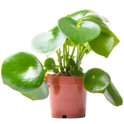 Peperomia Raindrop