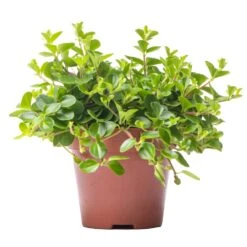 Peperomia Rotundifolia