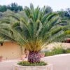 Phoenix Canariensis