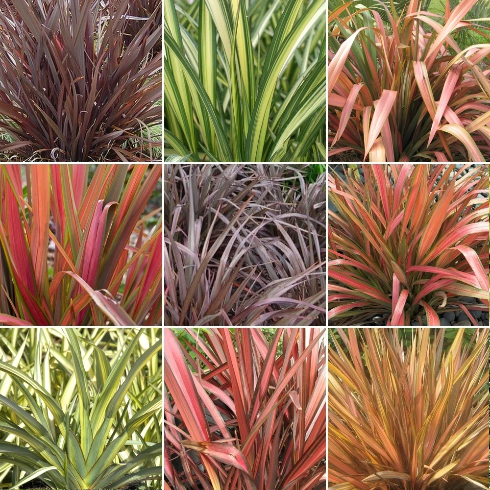 Phormium Mix (10 Plants) 1 Phormium Mix (10 Plants)